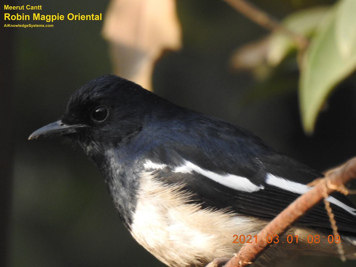 Magpie Robin (106) Coming Soon